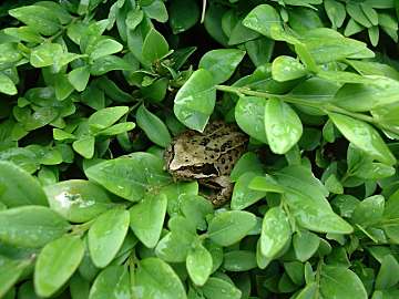 Common (tree) frog