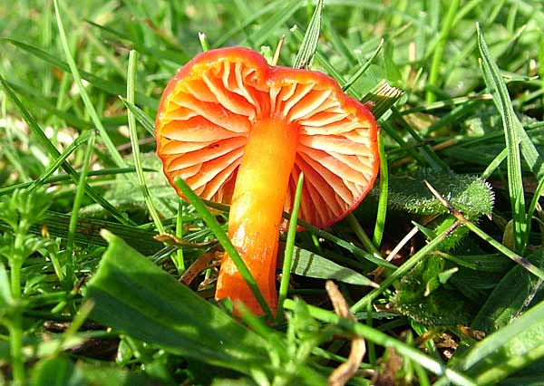 fungi images