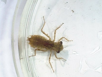 Dragonfly+larvae+diet
