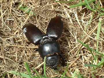 Stag Beetle - female shell case
