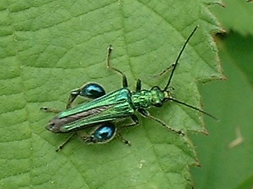 Thick legged flower beetle male