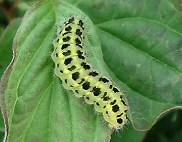 Burnet caterpillar