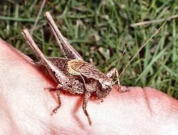 dark bush cricket