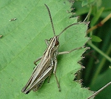 Field Grasshopper