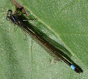 Bluetail Damselfly female