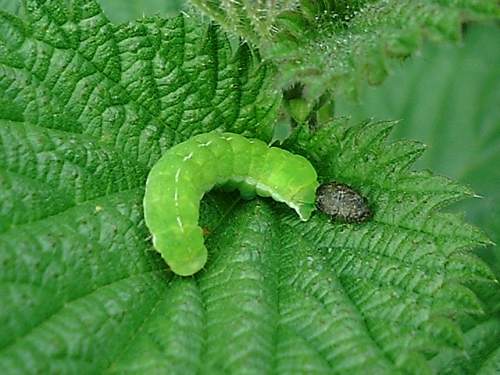 Green larva