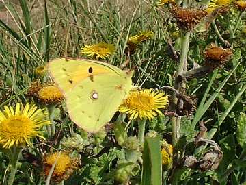 Clouded Yellow butterfly