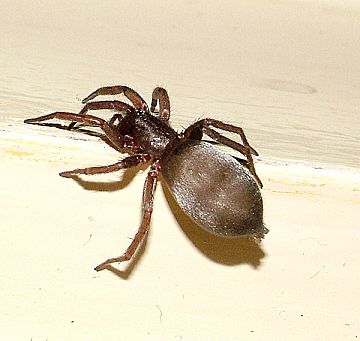 Drassodes spp. A spider
