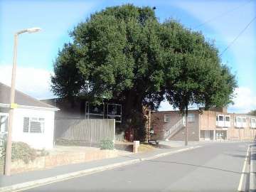 Quercus Ilex Oak