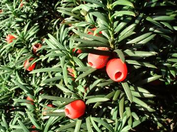Yew leaves and fruit
