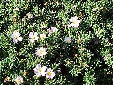 Frankenia laevis - Sea Heath flower