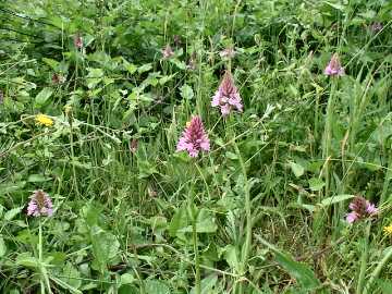 Pyramid orchid