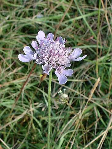Scabious columbaria - Small Scabious