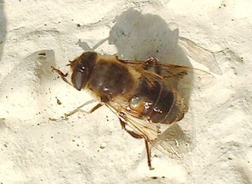 eristalis