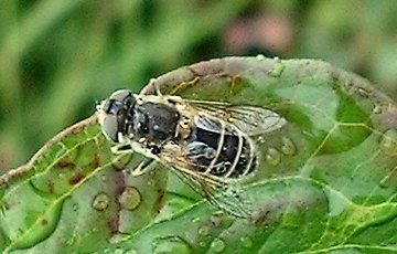 Eristalis