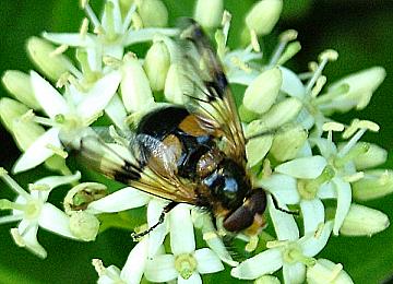 Volucella