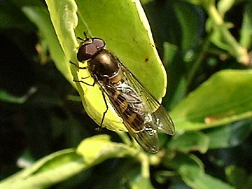 Hoverfly