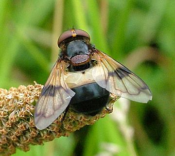 Leucozona lucorum