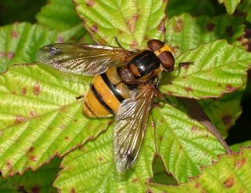 Volucella