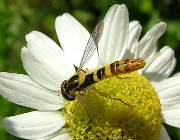 Hoverfly