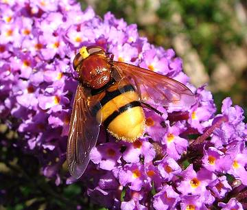 V. Zonaria