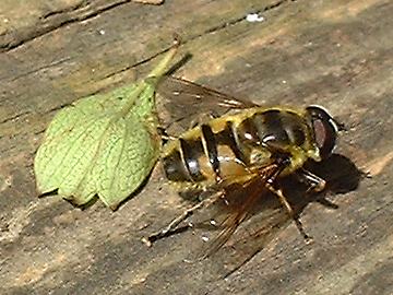 Myathropa florea