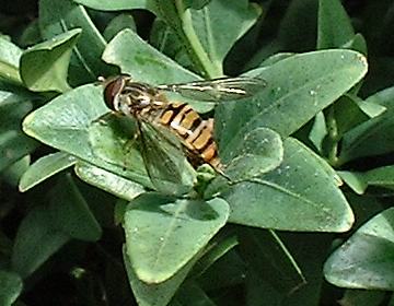 Episyrphus balteatus