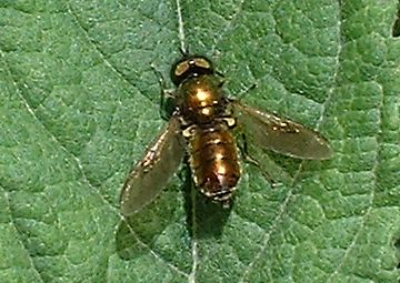 Hoverfly