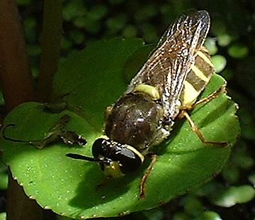 Soldier Fly Stratiomys potamida