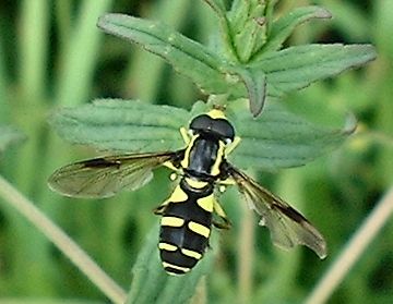 Xanthogramma pedissequum