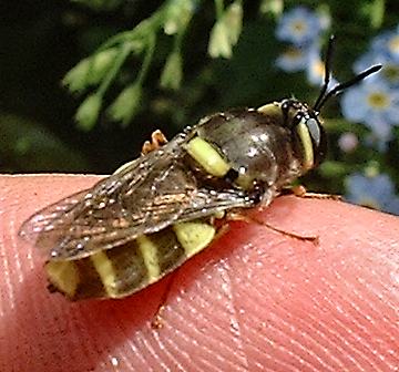 Stratiomys potamida