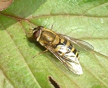 Syrphus spp.(ribesii)