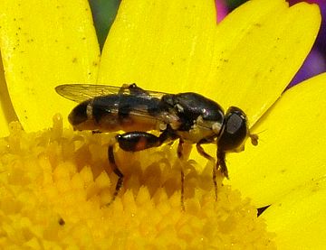 Hoverfly