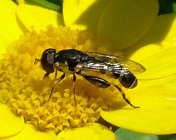 Hoverfly