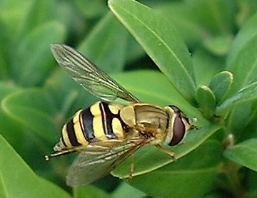 hoverfly