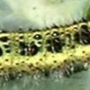 Large White
                caterpillar