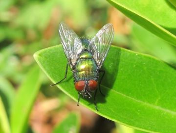 Greenbottle fly