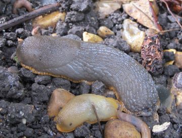 Black Slug pale form