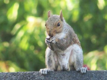 Squirrel by Andy Munday