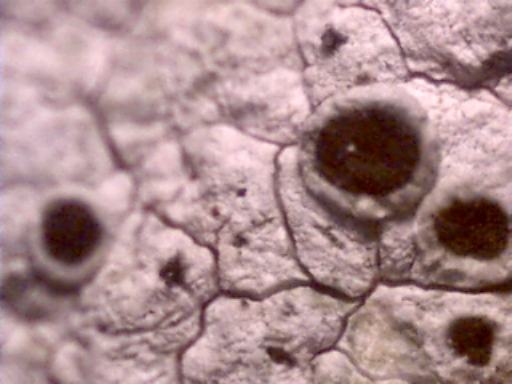 Grey Lichen