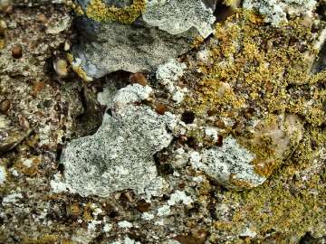 lichen