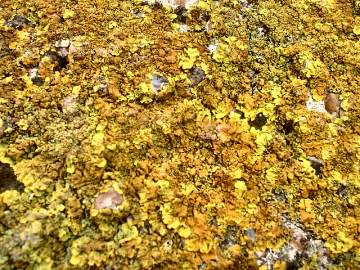 lichen