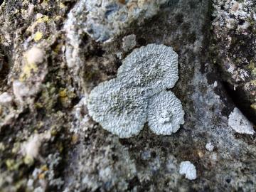 lichen