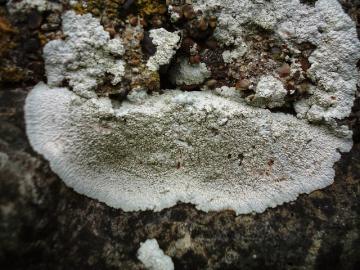 lichen