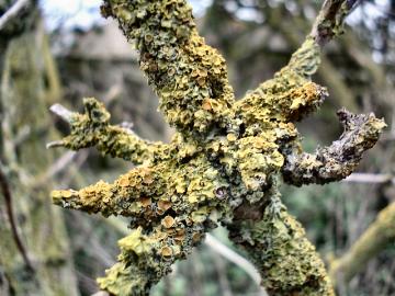 lichen
