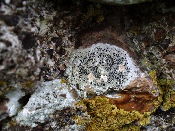 lichen