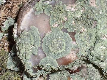blue-green lichen