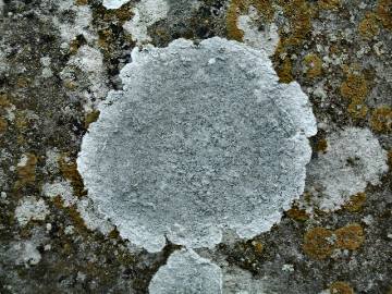 grey lichen