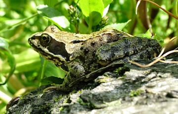 Common Frog