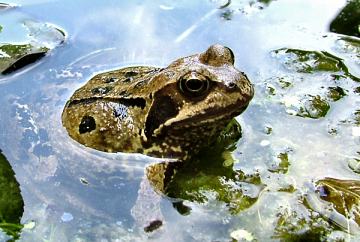 common frog